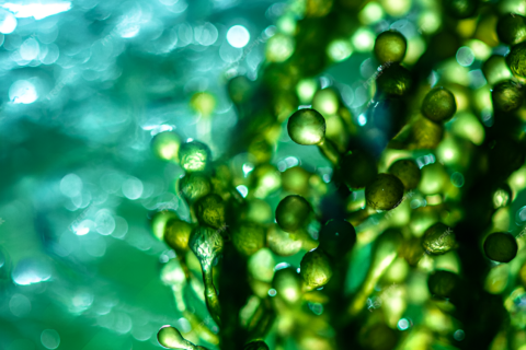 藻油：富含Omega-3和DHA的天然寶庫